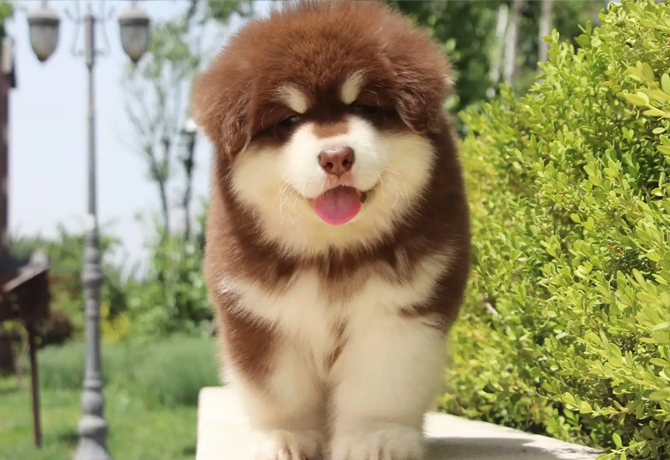 杭州犬舍,小型犬犬舍,杭州柴犬犬舍