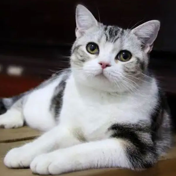 美短起司
