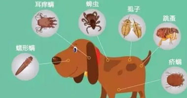 寵物大概多長(zhǎng)時(shí)間驅(qū)蟲(chóng)一次