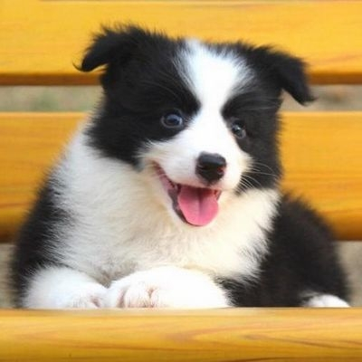 邊境牧羊犬
