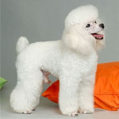 巨型貴賓犬